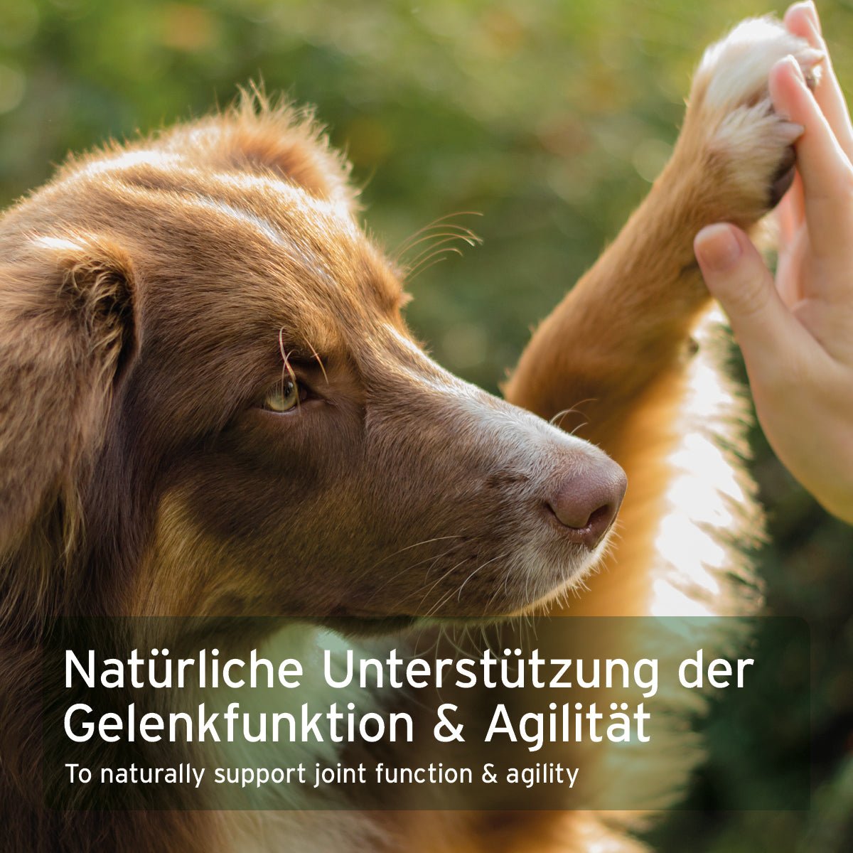 Aniforte Reines Marine Kollagen Gelenkfunktion für Hund & Katze