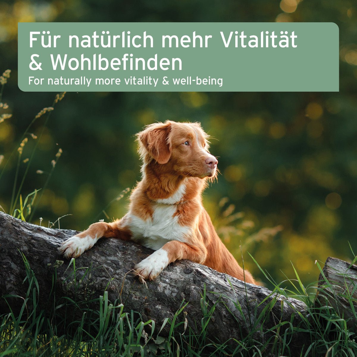 AniForte Lebertran stärkt Immunsystem & Knochenbau Hund, Katze, Pferd 500 ml