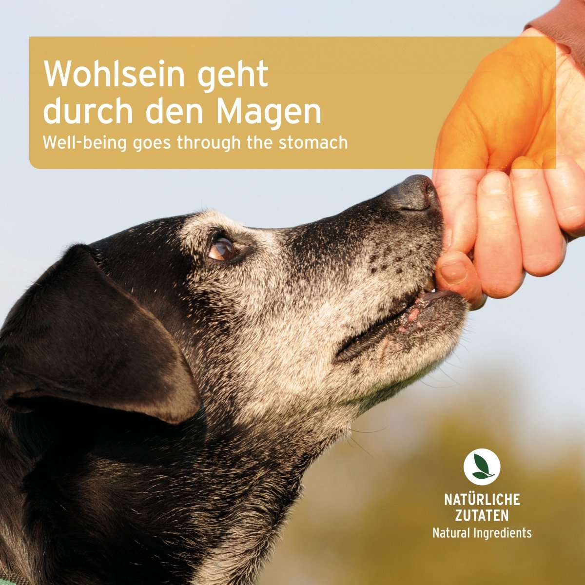 AniForte Magen & Darm Snack für Hunde – Natürliche Unterstützung der Verdauung