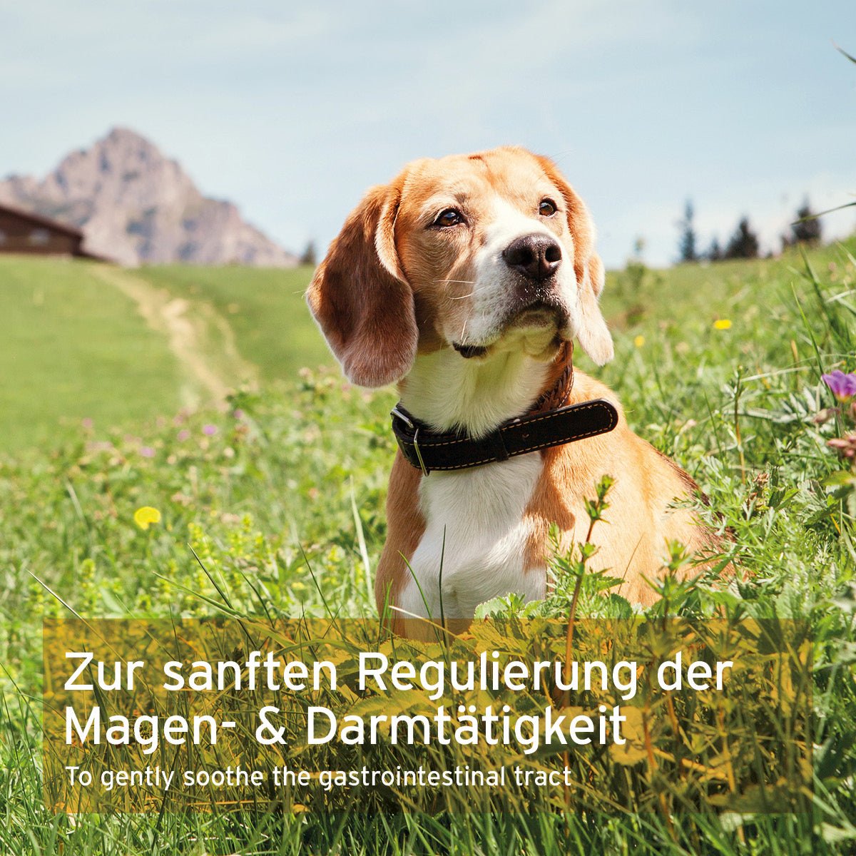 Aniforte MagenSanft Magenpulver für Hunde – Verdauungs- & Magen-Darm-Pflege