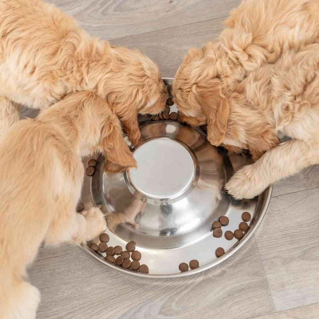 Welpennapf, Puppy Feeding Dish, Futternapf für Welpen und Kitten, Edelstahl spülmaschinengeeignet