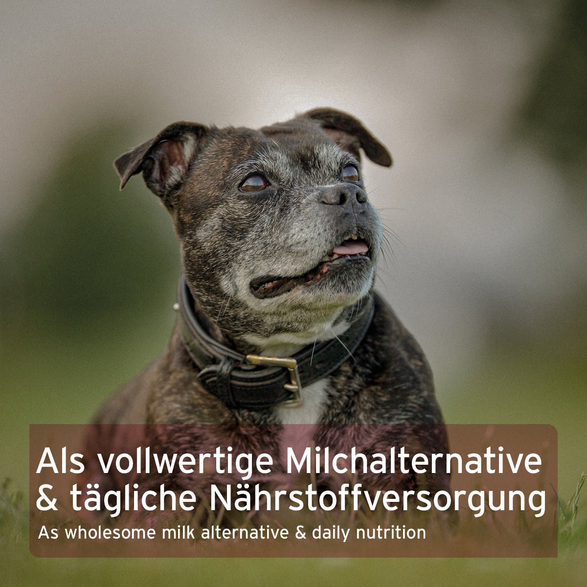 AniForte Ziegenmilch Pulver für Hunde & Katzen