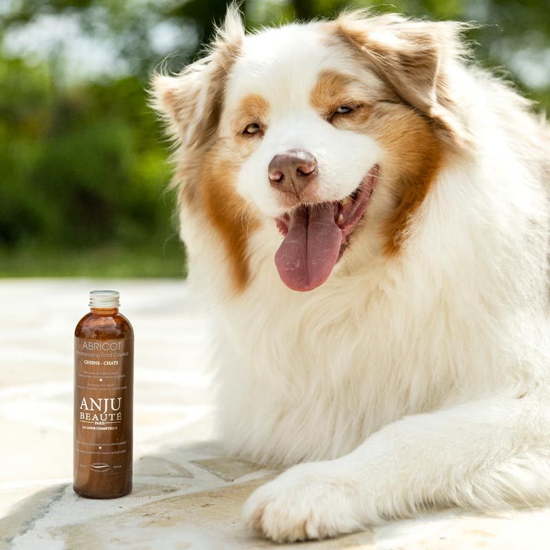 Anju Beauté Abricot Shampoo – Farbpflege für creme- bis apricotfarbenes Fell