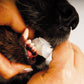 Show Tech Trio-Pet Toothbrush, Tierzahnbürste Trio-Pet, Hundezahnbürste Katzenzahnbürste
