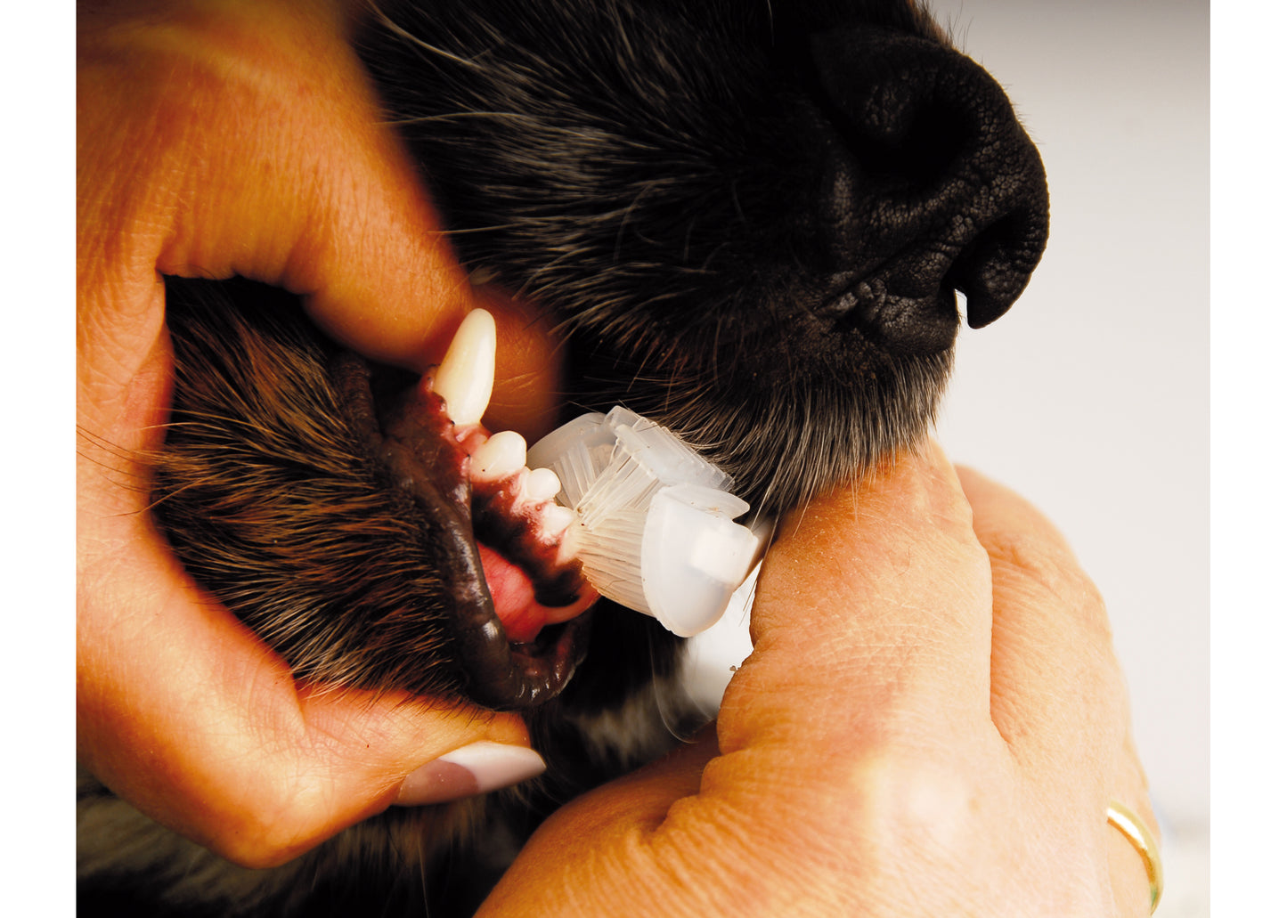 Show Tech Trio-Pet Toothbrush, Tierzahnbürste Trio-Pet, Hundezahnbürste Katzenzahnbürste