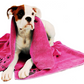 Show Tech Microtowel Hundehandtuch Hundetrockentuch Hundebad Fellpflege